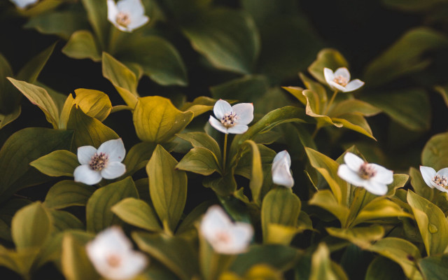 White flowers green leaves bokeh #2 free wallpaper for desktop - medium preview image