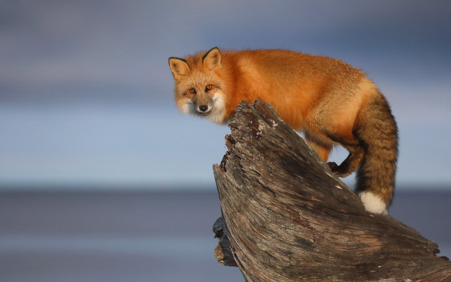 Red fox tree branch blue free wallpaper for desktop - medium preview image