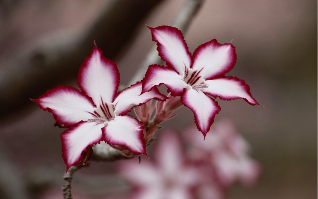 Flower branch cherry blossoms macro free wallpaper for desktop - medium preview image