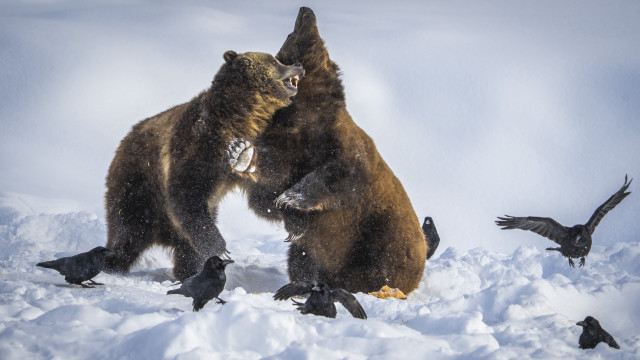 Bears fighting snow birds overhead free wallpaper for desktop - medium preview image