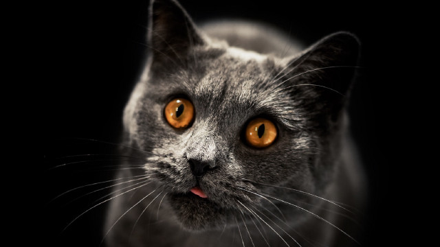 Orange eyed black cat moon free wallpaper for desktop - medium preview image