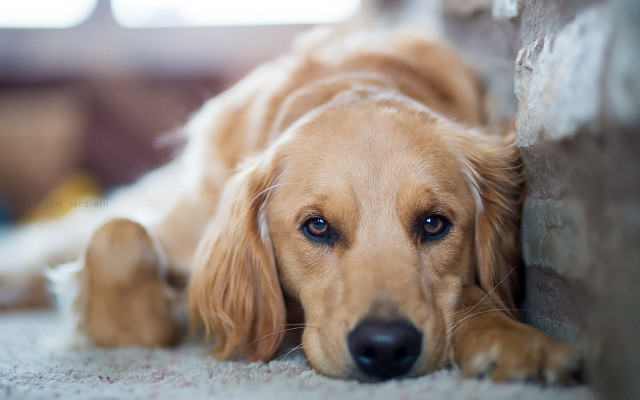 Sad shiba inu dog portrait free wallpaper for desktop - medium preview image