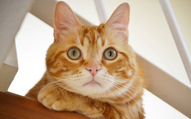 Sad cat on chair black free wallpaper for desktop - medium preview image