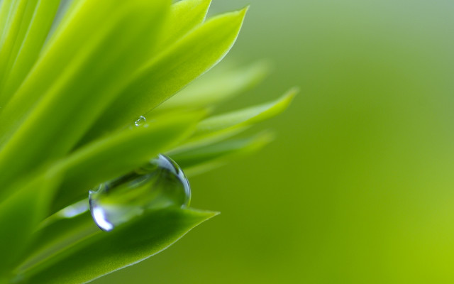Water drop green leaf macro #7 free wallpaper for desktop - medium preview image
