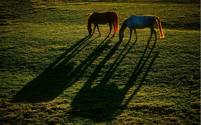 Grazing horses shadows field art free wallpaper for desktop - medium preview image