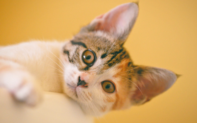 Cat head pillow yellow background free wallpaper for desktop - medium preview image