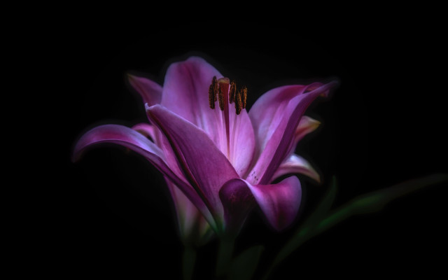 Purple flower black background home free wallpaper for desktop - medium preview image