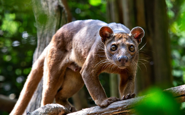 Small animal forest branch blurry free wallpaper for desktop - medium preview image