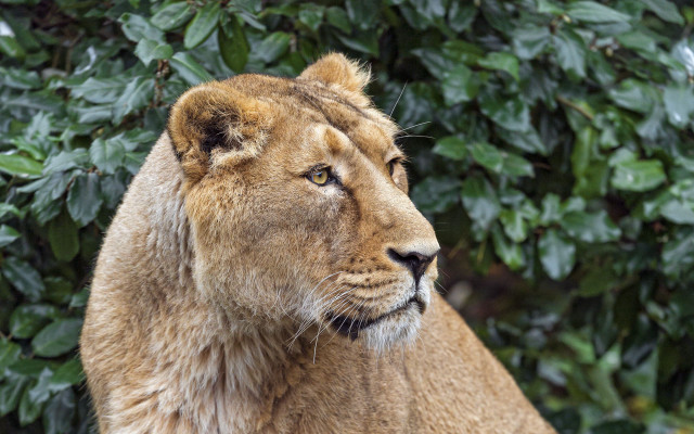 Lion closed eyes bush trees free wallpaper for desktop - medium preview image