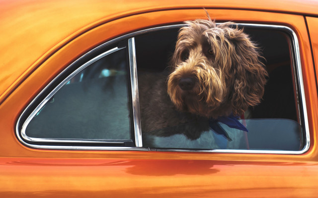 Dog bowtie car window orange free wallpaper for desktop - medium preview image
