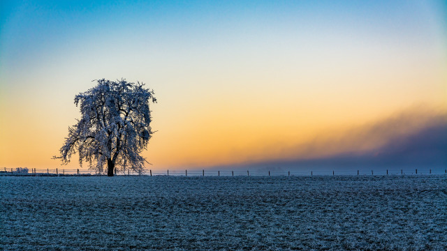 Lone tree fence sunset rainbow free wallpaper for desktop - medium preview image