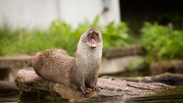 Otter yawning rock water furry free wallpaper for desktop - medium preview image