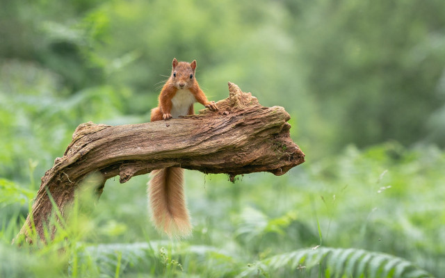 Squirrel tree branch woods naturalism free wallpaper for desktop - medium preview image
