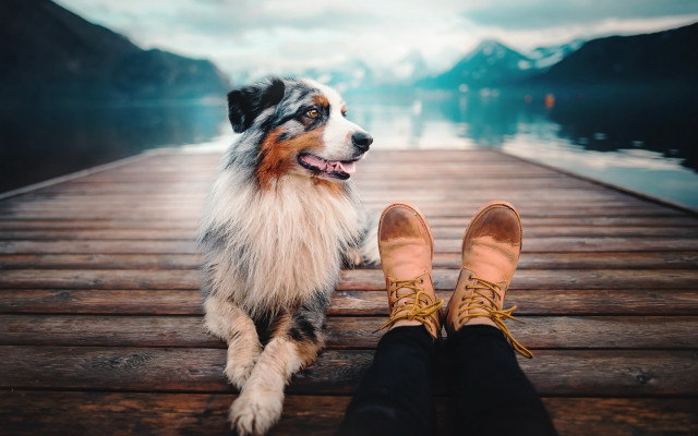 Dog dock feet mountain lake free wallpaper for desktop - medium preview image