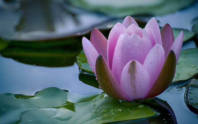 Pink flower floating pond lily #3 free wallpaper for desktop - medium preview image