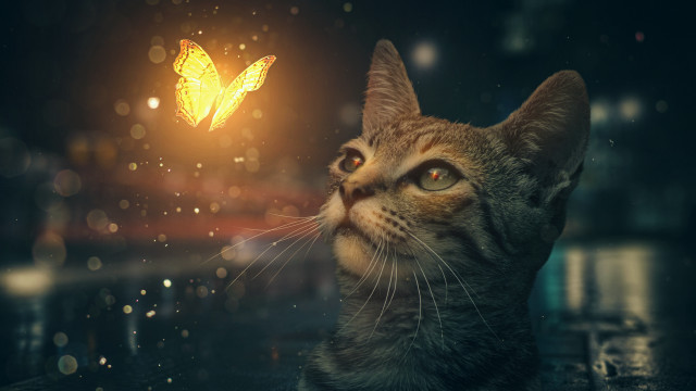 Cat butterfly night sky glowing free wallpaper for desktop - medium preview image