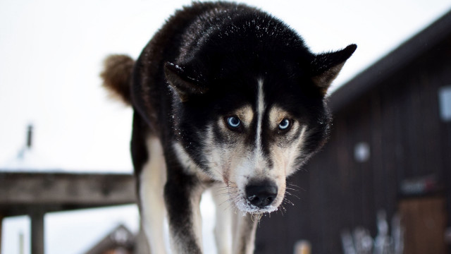 Husky snow deck blue eyes free wallpaper for desktop - medium preview image