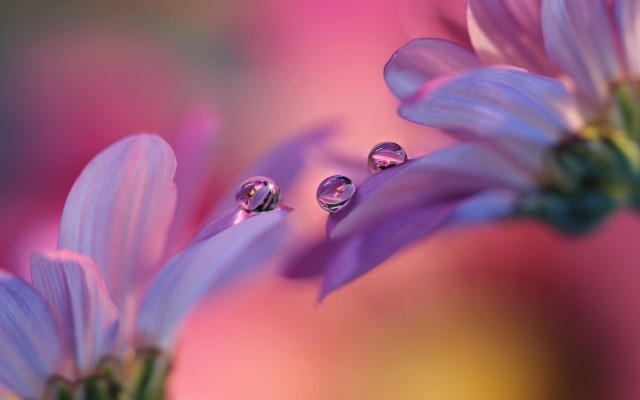 Flower water drops bokeh blurry free wallpaper for desktop - medium preview image