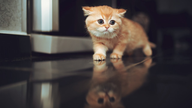 Small orange kitten microwave reflection free wallpaper for desktop - medium preview image