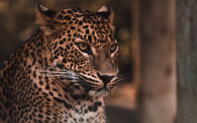 Leopard distant gaze blurry background free wallpaper for desktop - medium preview image