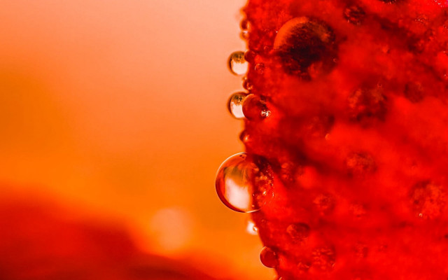 Red water droplets yellow background free wallpaper for desktop - medium preview image