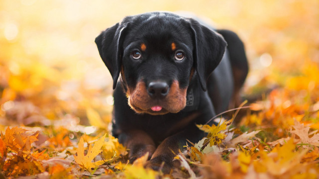 Dog leaves autumn bright light free wallpaper for desktop - medium preview image