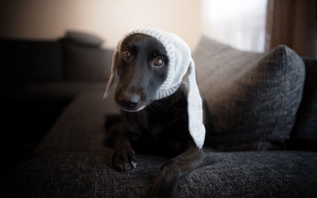 Dog hat couch room window free wallpaper for desktop - medium preview image