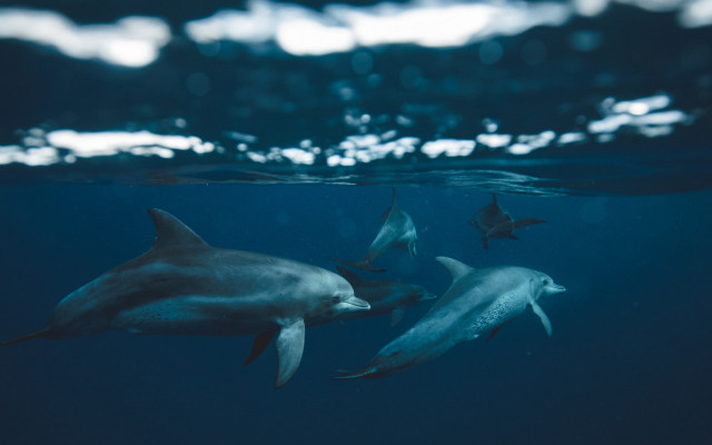 Dolphins shark ocean light rayonism free wallpaper for desktop - medium preview image