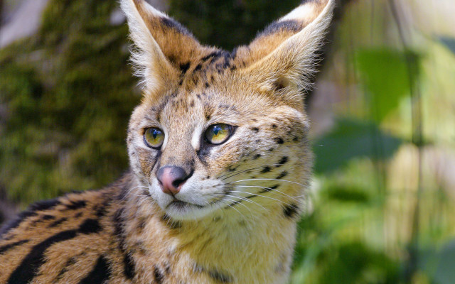 Cat blue eyes blurry background free wallpaper for desktop - medium preview image