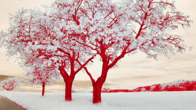 Two trees snow red sky free wallpaper for desktop - medium preview image