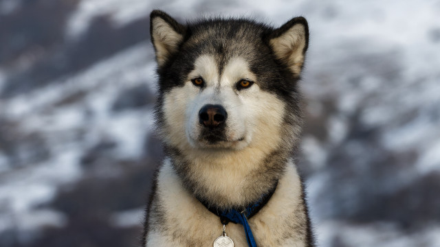 Husky blue leash snowy mountain free wallpaper for desktop - medium preview image