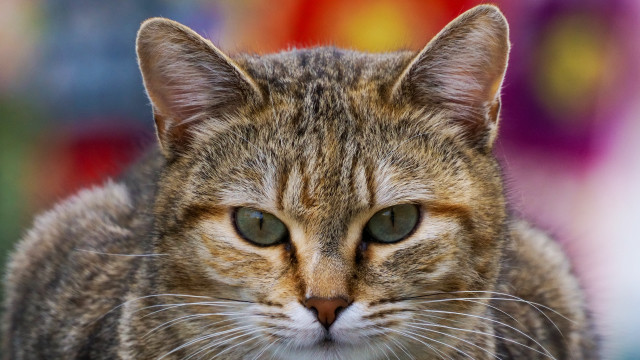 Cat green eyes shallow depth #2 free wallpaper for desktop - medium preview image