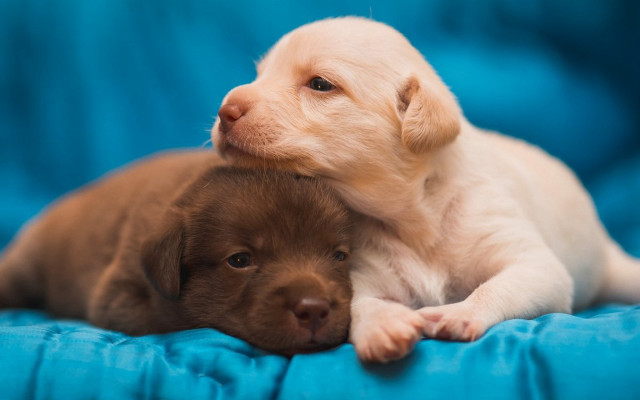 Puppies cuddle blue blanket blue free wallpaper for desktop - medium preview image
