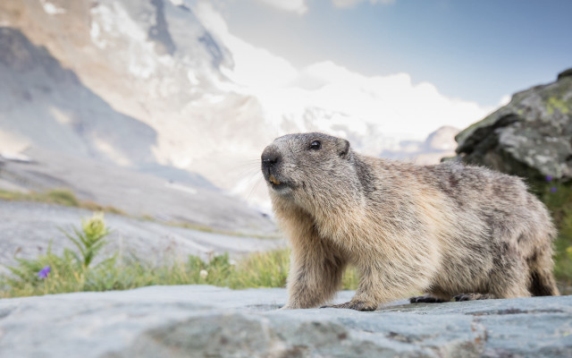 Marmot mountain rock blue sky free wallpaper for desktop - medium preview image