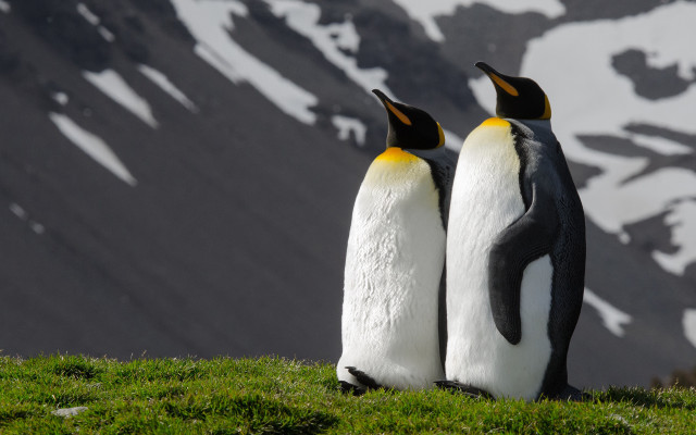 Penguins hill snow mountains grass free wallpaper for desktop - medium preview image