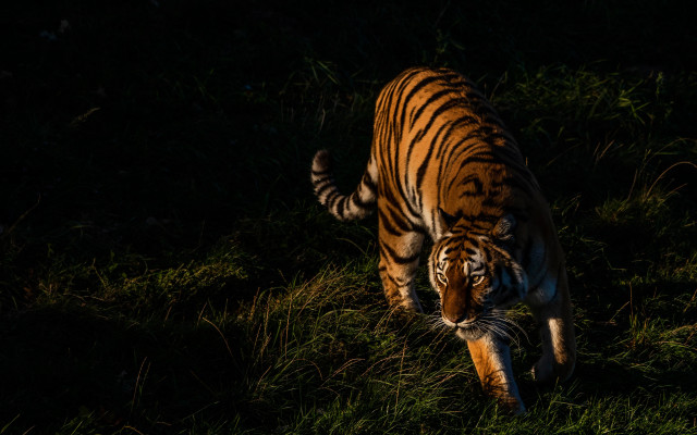 Tiger walking grassy field night free wallpaper for desktop - medium preview image