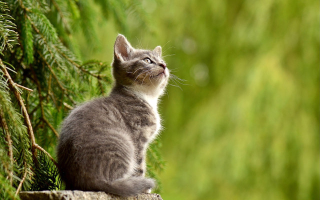 Cat rock looking up trees free wallpaper for desktop - medium preview image