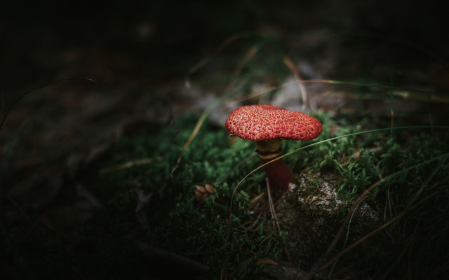 Red mushroom green field night free wallpaper for desktop - medium preview image
