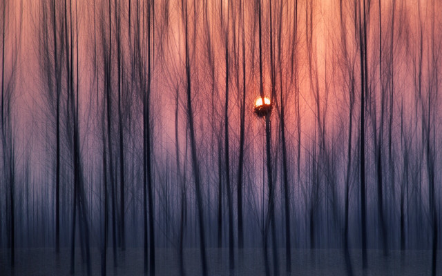 Street light forest sunset red free wallpaper for desktop - medium preview image