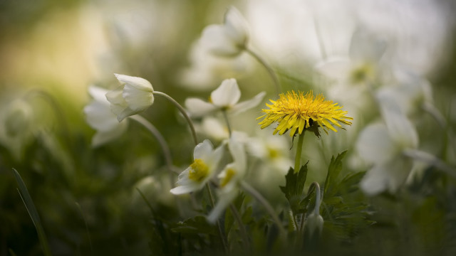 Yellow flower in field bokeh free wallpaper for desktop - medium preview image
