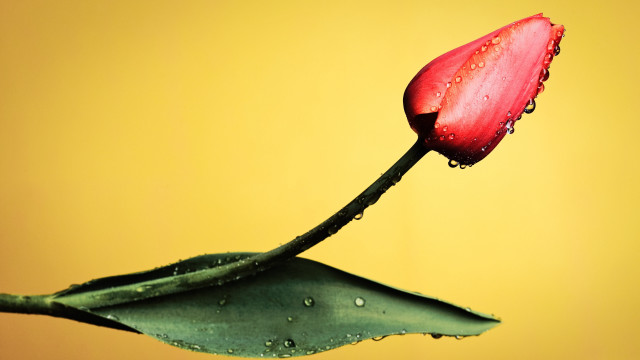 Red flower water droplets green #6 free wallpaper for desktop - medium preview image