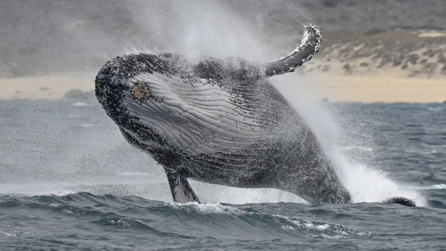Whale jumping out water rayonism free wallpaper for desktop - medium preview image