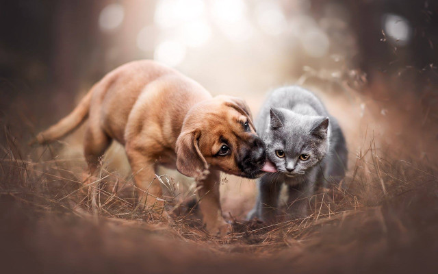 Cat dog biting grass microscopic free wallpaper for desktop - medium preview image