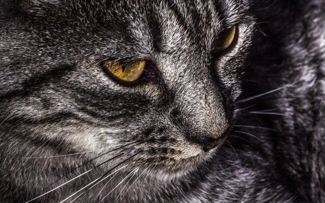 Cat yellow eyes closeup macro free wallpaper for desktop - medium preview image