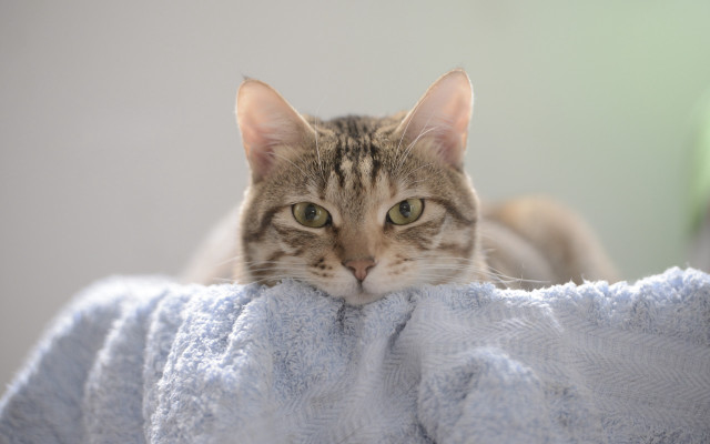 Cat peeking blanket bed blurry free wallpaper for desktop - medium preview image