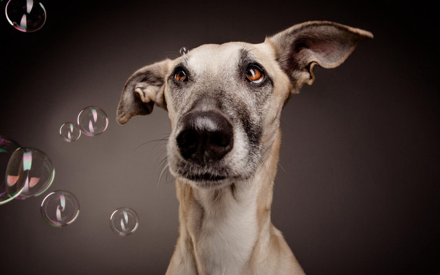 Dog bubbles surreal portrait animal free wallpaper for desktop - medium preview image