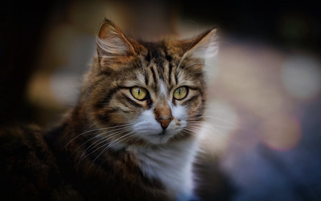 White cat serious eyes renaissance free wallpaper for desktop - medium preview image