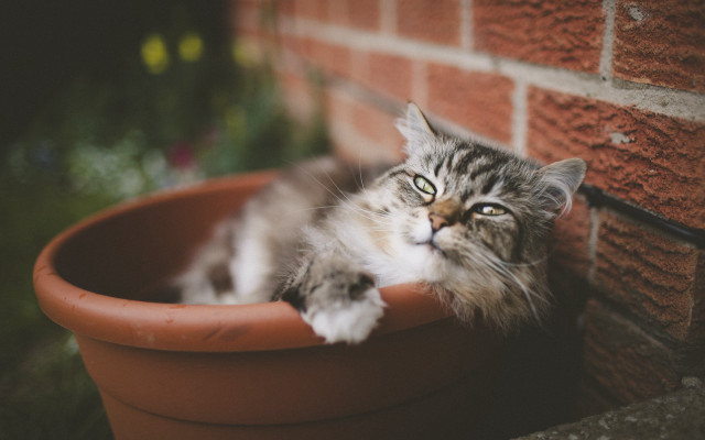 Curious cat in flower pot free wallpaper for desktop - medium preview image