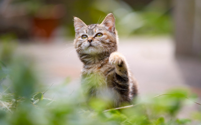 Cat standing grass looking up free wallpaper for desktop - medium preview image