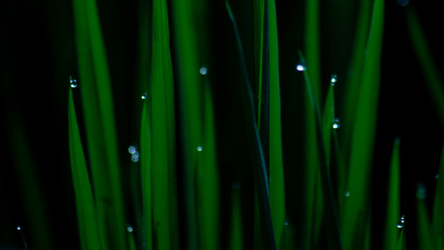 Green grass water drops macro #3 free wallpaper for desktop - medium preview image